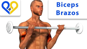 Curl de biceps con barras - Entrenamiento Brazos / Biceps - Cómo entrenar Ejercicio #p4p