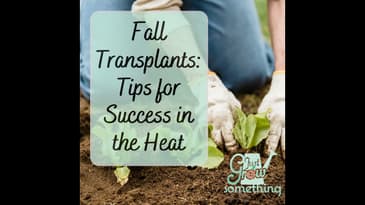 Fall Garden Transplants: Tips for Success in the Heat - Ep. 161