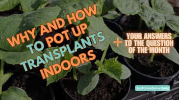 When and How to Pot Up Indoor Seedlings - Ep. 238