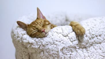 Aswagandha: A PT's Helper for Anxiety and Sleep?