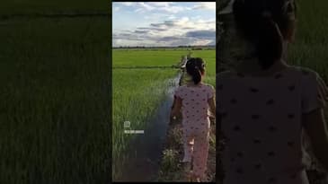 A Walk in the Rice Fields ( New Year 2023 in the Philippines)