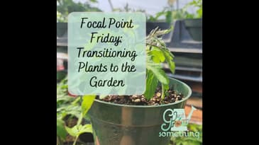 Focal Point Friday: Transitioning Plants into the Garden or Indoor Growing Space