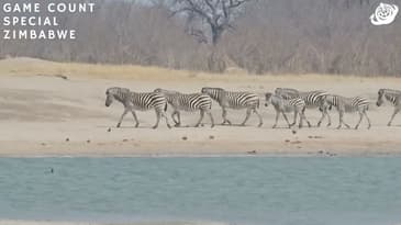 Zebras Spotted!  Zimbabwe Game-Count Special with Globe Aware (2023)