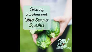Ep. 146 - Growing Zucchini and other Summer Squashes