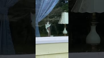 The Waiting #Shorts #Cats #FunnyCats