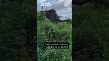 A Surprise in the Bushes! Globe Aware Thailand Hill Tribes