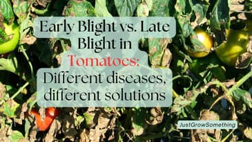 Early Blight Versus Late Blight in Tomatoes: Don't Make This Mistake! - Ep. 305