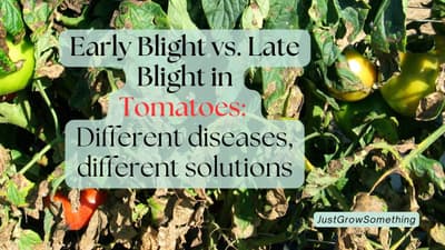 Early Blight Versus Late Blight in Tomatoes: Don't Make This Mistake! - Ep.  305