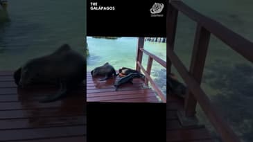 This Is An Adult Sea Lion! A Solo Spring Adventure in the Galápagos with Globe Aware ( Clip 22 )