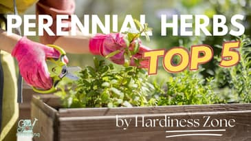 Top 5 Perennial Herbs by USDA Hardiness Zone - Ep. 226