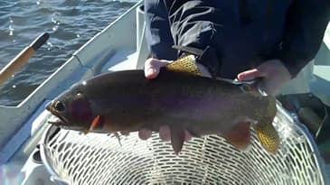 Crazy Rainbow Fly Fishing Winter
