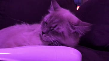 My kitty Ninja, loves his massager