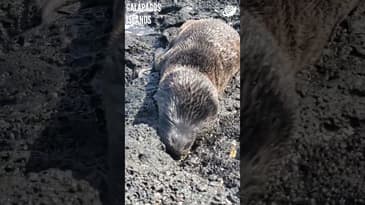 A Sleepy Baby Spotted! Galápagos Islands with Globe Aware