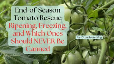 End-of-Season Tomato Rescue: Ripening, Freezing, and Preserving Green Tomatoes Safely - Ep. 319