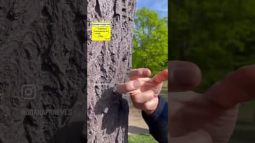 [Exhibitionistas] Podcast #exhibitionhighlights Serpentine Gallery #publicart Giuseppe Penone