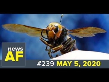 Murder Hornets are News AF - May 5, 2020