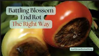 Battling Blossom End Rot the RIGHT Way - Ep. 309