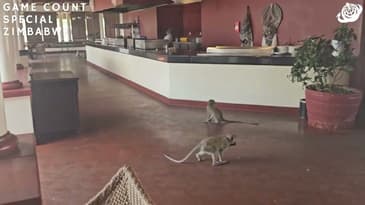 Vervet Monkeys Spotted Inside The Hotel!  Zimbabwe Game-Count Special with Globe Aware (2023)