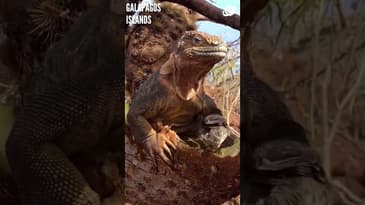 Don't Mind The Company! Galápagos Islands with Globe Aware