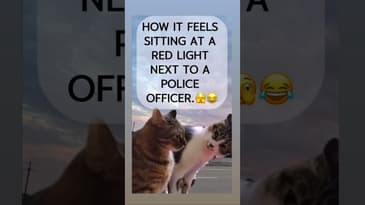 Friday Vibes lol #fridayfun #funny #lol #catvideos