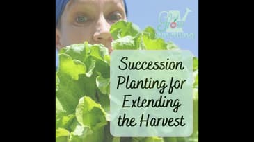 Succession Planting to Extend the Harvest - Ep. 181