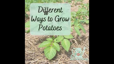 Different Ways to Grow Potatoes - Ep. 186