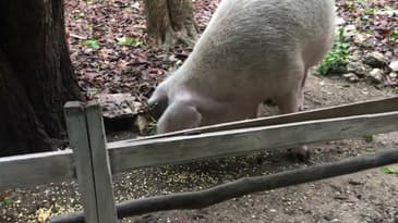 It's "Tiny Dancer" the Pig!- Summer in Guatemala June 2023 ( Clip 3)