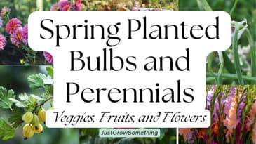 Spring-Planted Bulbs and Garden Perennials - Ep. 240