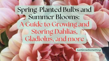 Dahlias, Gladiolus, Cannas, Calla Lillies, and Tuberous Begonias - Ep. 301