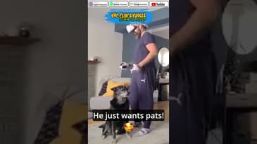 Nast3's Dog not impressed by #psvr2 !