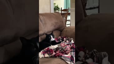 Workin it￼  #FunnyCats #Shorts