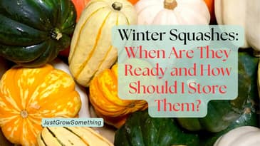 How to Know When Winter Squash is Ready to Harvest (and How to Store It) - Ep. 315