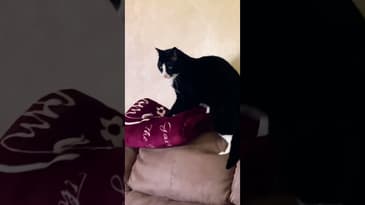 Making my bed #Shorts #FunnyCats