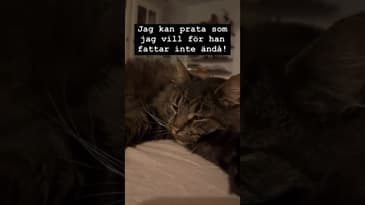 Det spelar ingen roll vad man använder för språk när man talar med sin katt