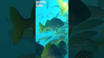 You're An Ocean Explorer (Part 8)! Galápagos Islands with Globe Aware