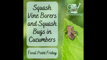 Squash Vine Borers and Squash Bugs in Cucumber Plants - Focal Point Friday Ep. 202