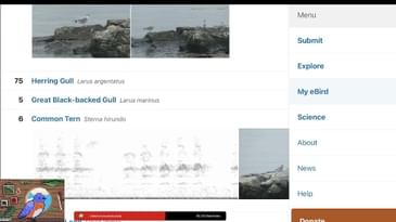 Annotating for Merlin Sound ID (from Twitch livestream)