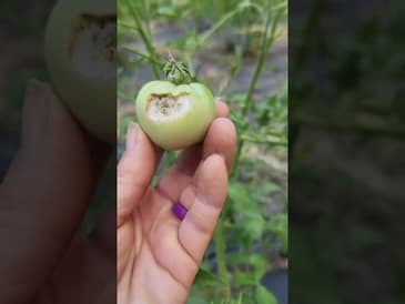 Signs of Tomato Horn Worms