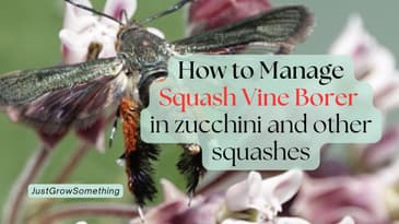 How to Manage Squash Vine Borer - Ep. 304