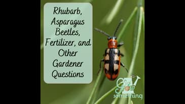 Rhubarb, Asparagus Beetles, Fertilizer, and Other Gardener Questions - Ep. 150