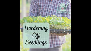 Hardening Off Seedlings Before Transplant - Ep. 190