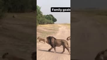 How we roll into meetings. 😂🦁 #shorts #lion #family #entrepreneur