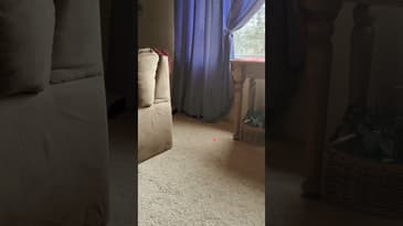 #shorts #funnycats #funnypets