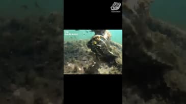 Is That A Hidden Sea Horse!? A Solo Spring Adventure in the Galápagos  with Globe Aware ( Clip 13)