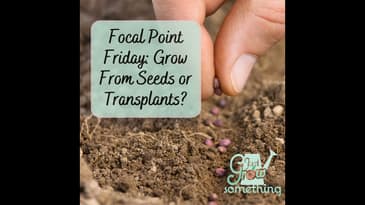 Focal Point Friday: Choosing Whether to Grow From Seed or Transplant