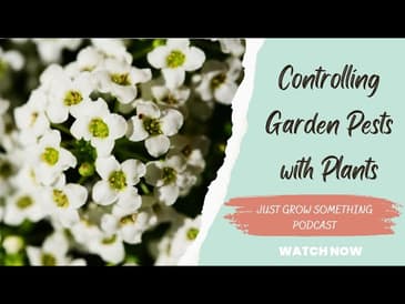 Companion planting works in more ways than you may think to control pests in the garden.