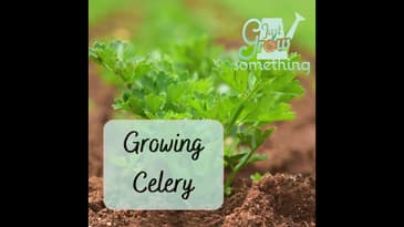 Ep. 137 - Growing Celery