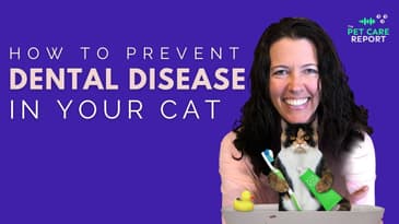 Cat Dental Disease Prevention
