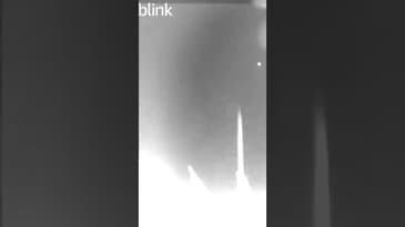 Who’s watching me? #Shorts #FunnyAnimals.