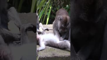 Monkeys Having a Spa Day in Bali 🐒💆‍♀️ #balimonkeyforest #travelbali #bali #indonesiatravel #shorts